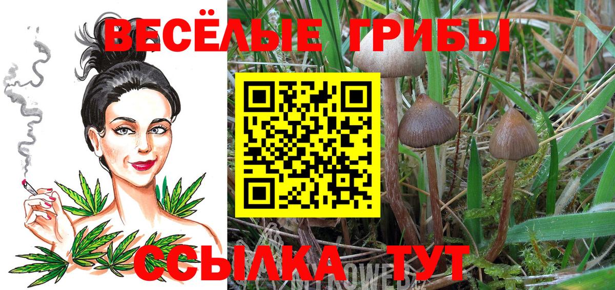 Псилоцибиновые грибы Cubensis Мурино